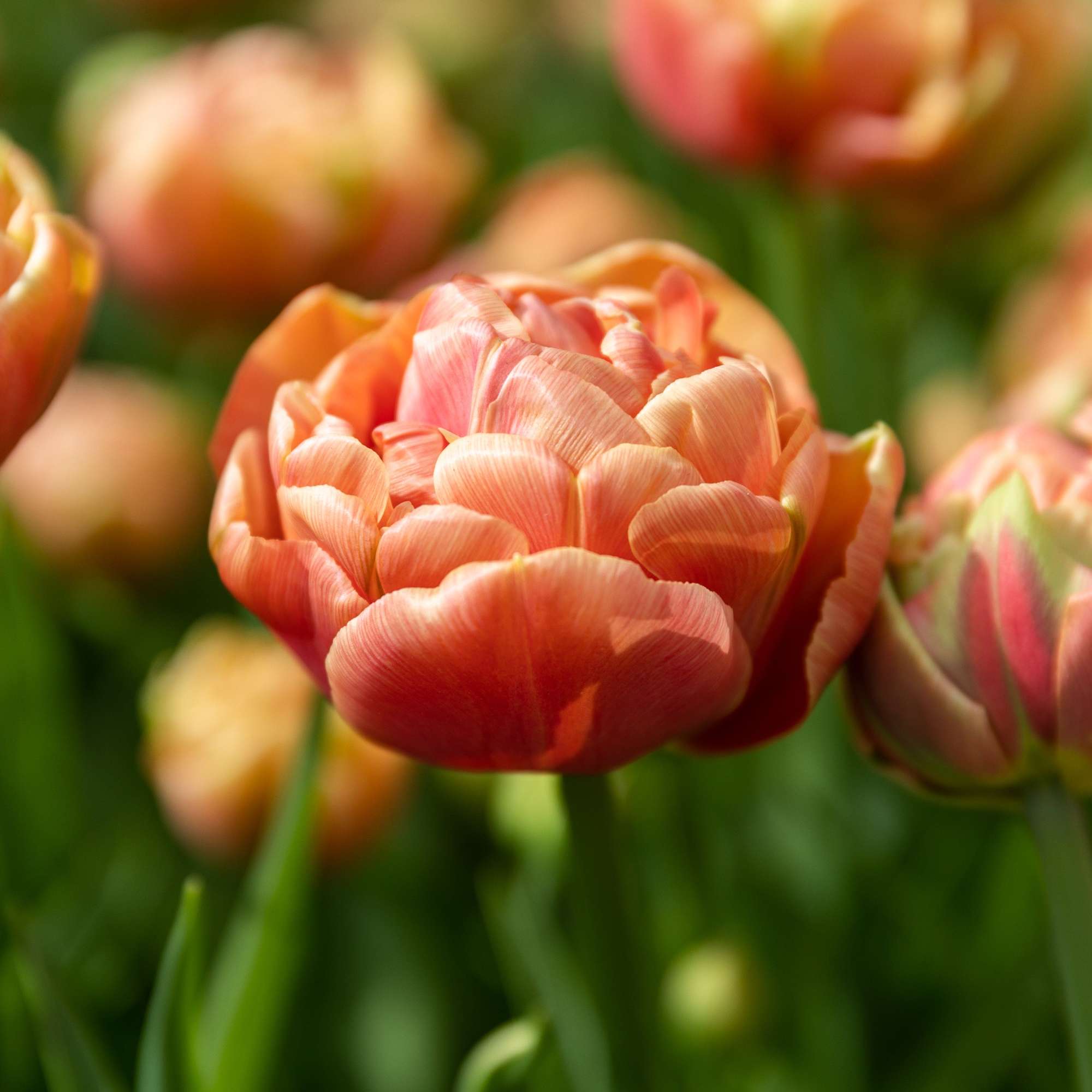 Tulpe 'Copper Image'
